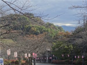 桜山公園　紅葉　冬桜　