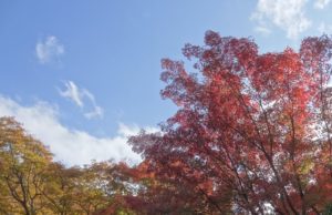 桜山公園　紅葉