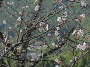 桜山公園　紅葉　冬桜