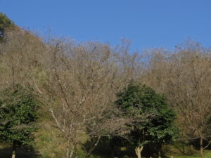 桜山公園　冬桜