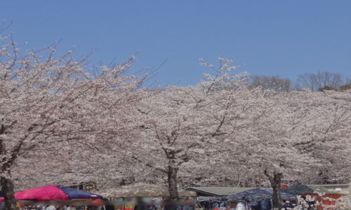 赤城南面千本桜まつり