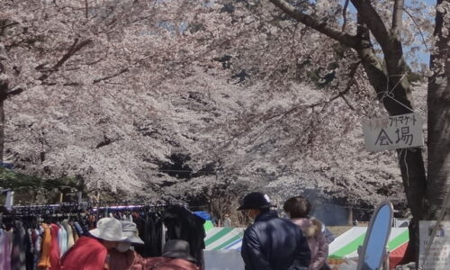 赤城南面千本桜まつり