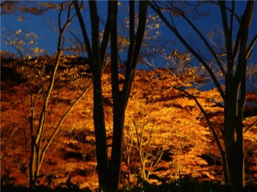 桜山公園　紅葉ライトアップ